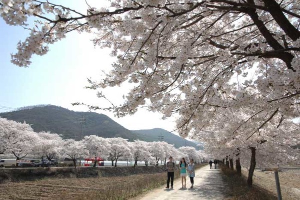 대구-용연사 벚꽃길 (출처=달성군청, 한국관광공사)