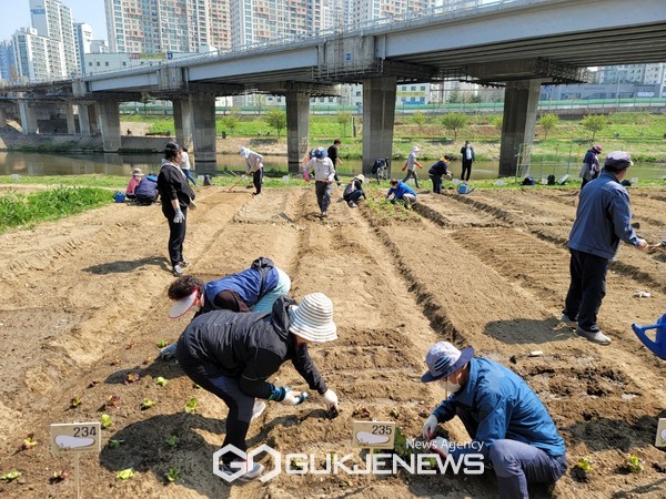 안양천 도시농업체험장에서 주민들이 텃밭을 경작하는 모습. 사진=금천구청