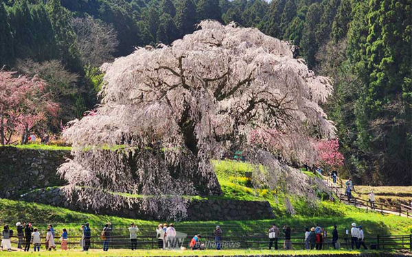 나라현·마타베 벚꽃 벚꽃의 모습 (일본기상청 제공)