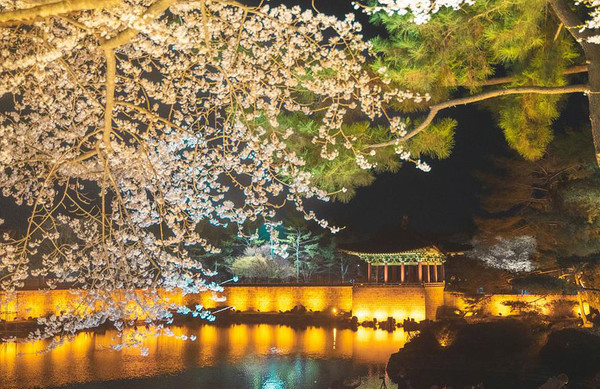 경주 벚꽃명소 동궁과 월지 (출처=한국관광공사)