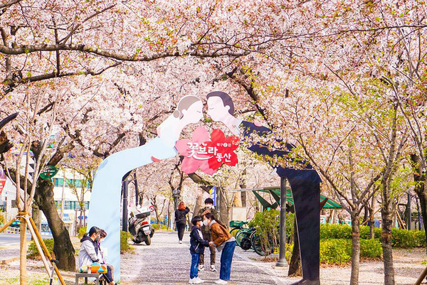 대구 벚꽃명소 꽃보라동산 (출처=한국관광공사)