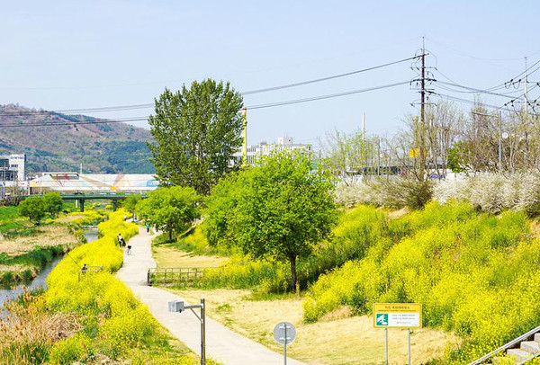 대구 벚꽃 개나리명소 달서천 자전거광장 (출처=한국관광공사)