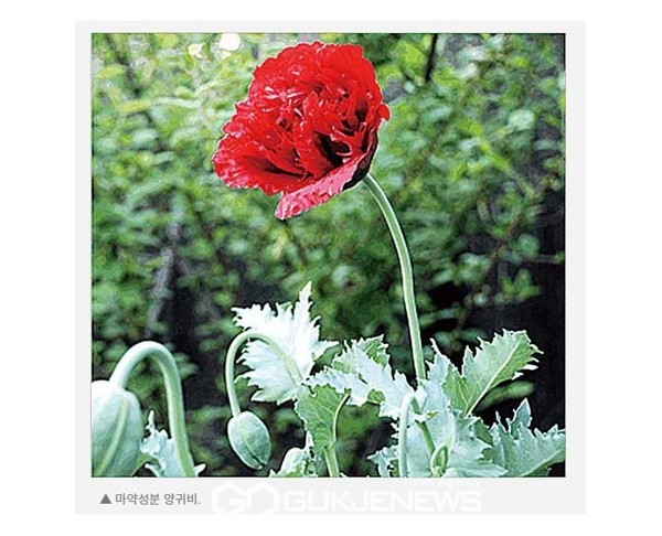마약용 양귀비.[사진=제주시 서부보건소]