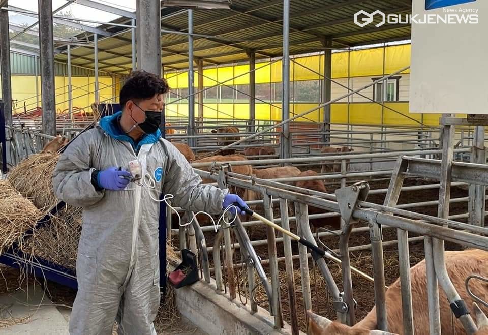 (제공=경주시) 안강읍 육통리 소재 농장 구제역 백신 접종에 나선 공수의