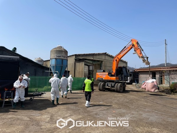 ▲포천 아프리카 돼지열병 발생 농장 