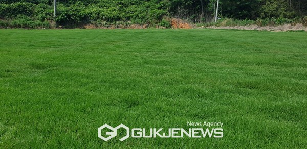 (주)원그린의 최현서 대표가 전남 함평에서 재배하고 있는 신품종 토종잔디 'K-grass'(사진=(주)원그린)