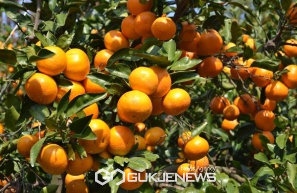 서귀포시는 규격 외 감귤 유통을 차단하기 위해 10월  한 달간 36명으로 구성된 감귤 유통 지도 단속반을 운영한다.[사진=국제뉴스 제주본부 DB]