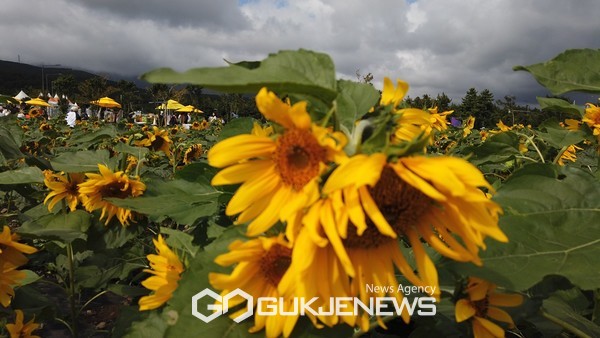 지난 7~9일까지 서귀포시 토평동 2981번지 일원에서 제1회 영천동 해바라기축제가 성황리 개최됐다.[사진=문서현 기자]