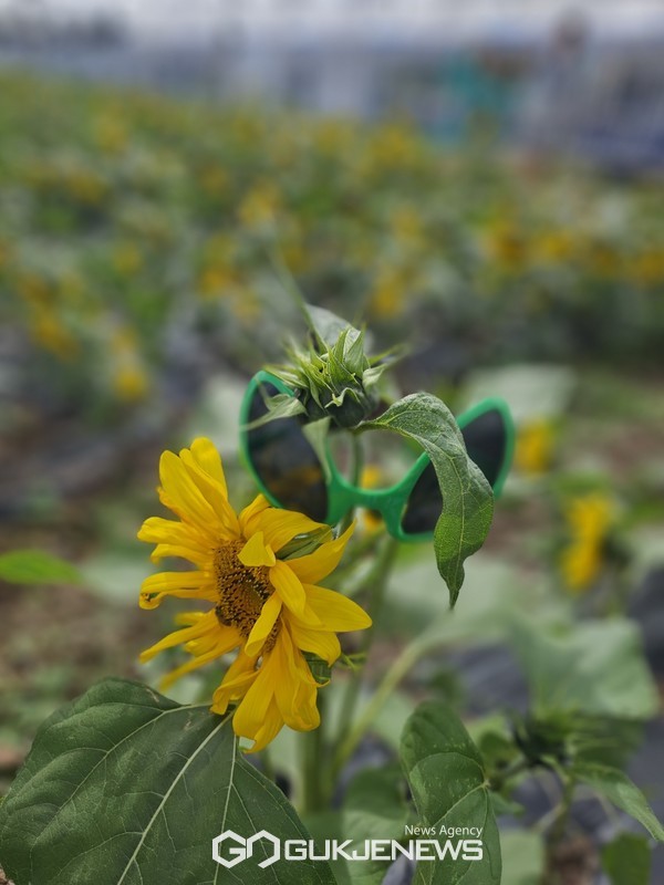 아이들 뿐만 아니라 어른들까지 큰 호응을 불러낸 선그라스 낀 해바라기를 찾아라.[사진=문서현 기자]