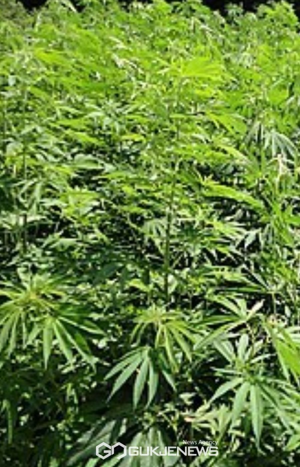 대마 재배 / 사진=삼척경찰서