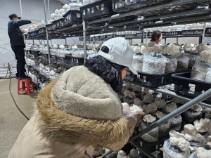 ​다문화총연합 정윤주·정찬옥 부부 하동 노루궁뎅이 버섯농장 봉사활동 모습/제공=헤라엔트테이트먼트​