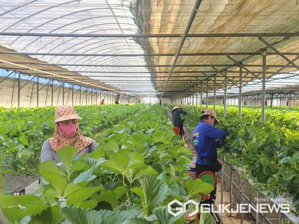 (사진제공=하동군)외국인 근로자 작업모습