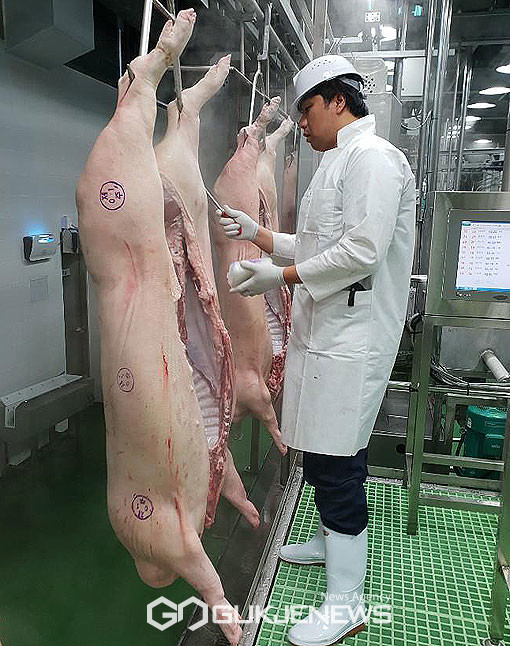 제주도가 최근 타‧시도 돼지고기를 도축 후 이분 도체 상태(도축 후 가공 없이 곧바로 로 반입)을 허용시키겠다는 방역지침을 변경하고, 고시를 앞둔 것으로 알려지면서 전국에서 유일한 악성 가축전염병 청정지역에 구멍이 뚫릴 수 있다는 우려의 목소리가 커지고 있다. 위 사진은 해당 기사와 관련이 없음.[사진제공=제주도]