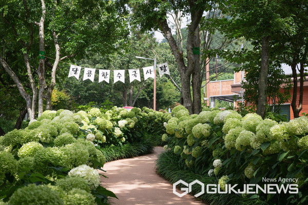 (사진제공=진주시)수국정원 꽃 축제