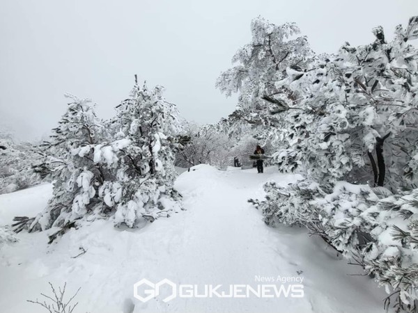 제주도는 한라산 설경 탐방을 위해 운영 중인 한라산 설경버스에 지난 주말인 27~28일에만 3,900여 명이 넘는 이용객들이 탑승했다.[사진=독자제공]