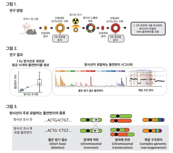 연구 모식도/제공=동남권원자력의학원