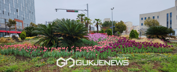 서귀포시는 봄을 맞아 관광객 및 시민들이 봄을 만끽 할 수 있도록 중앙로터리 교통섬 등 3개소에 튤립 1만1천본을 식재해 도심지 봄맞이 꽃길 조성에 나선다.[사진=서귀포시청]