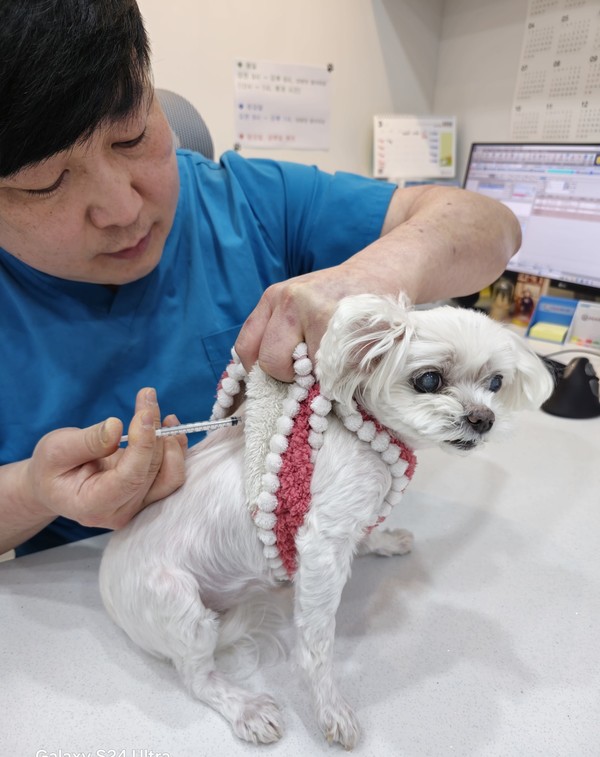 제주시는 관내 27개 지정 동물병원에 광견병 예방백신 4,000마리 분을 무상으로 지원한다. 접종기간은 4월 1일부터 5월 16일까지로 3개월령 이상 개나 고양이를 대상으로 광견병 예방접종을 실시한다.[사진=제주시청] 