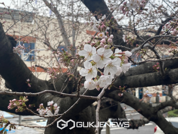 제주 벚꽃 개화시기, 명소 사진=제주지방기상청제공)