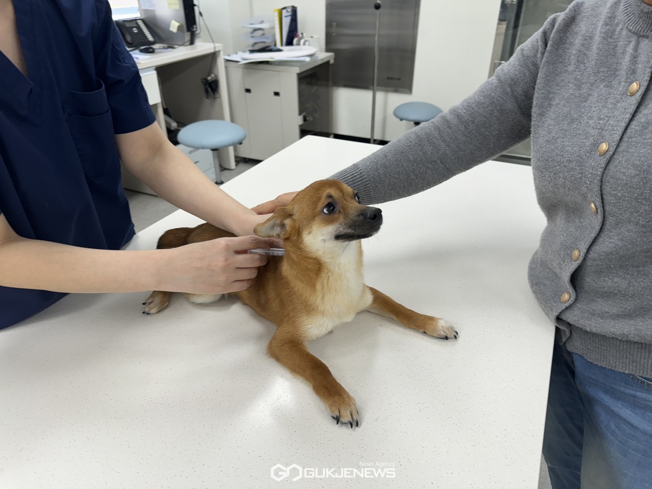 미친개를 예방해요