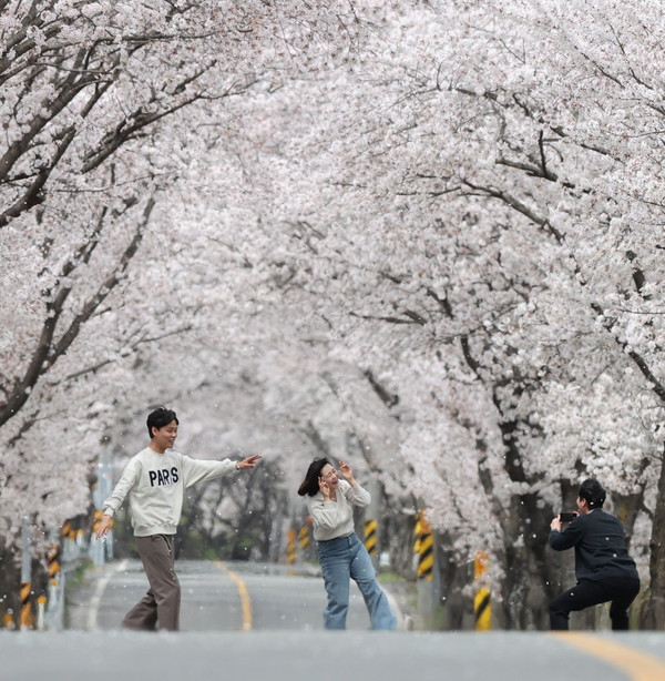 지난해 함양 백운산 벚꽃 축제 자료사진