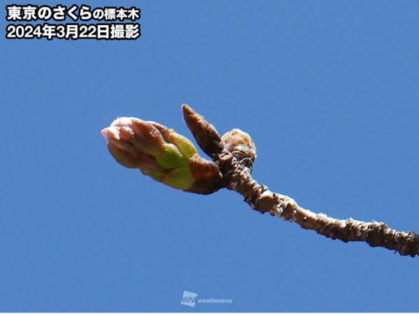 일본 벚꽃개화시기 (사진출처=웨더뉴스)