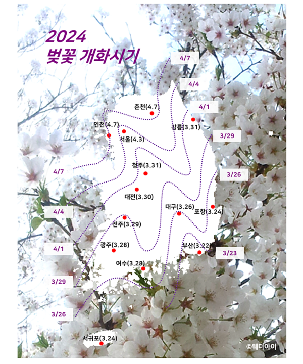 2024년 벚꽃 개화시기·만개시기 (사진출처=웨더아이)