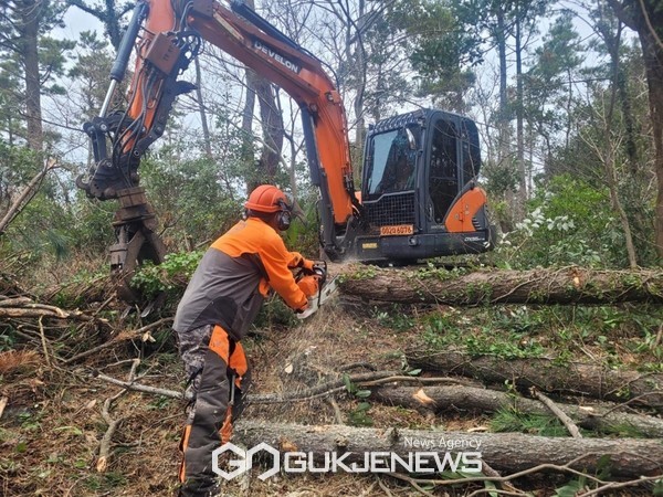 고사목 제거 작업 사진.[사진=서귀포시청]