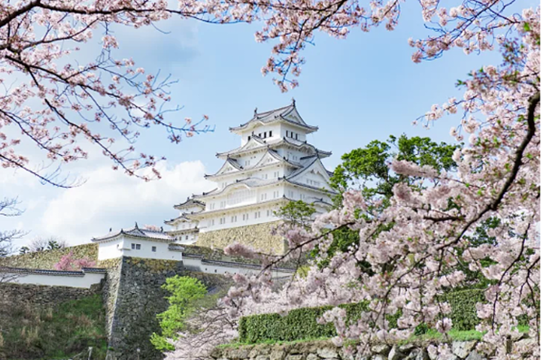 일본 벚꽃명소 후쿠오카 니시공원 (사진출처=일본관광청)