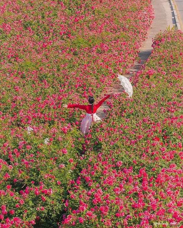 중랑서울장미축제 / 한국관광공사 제공