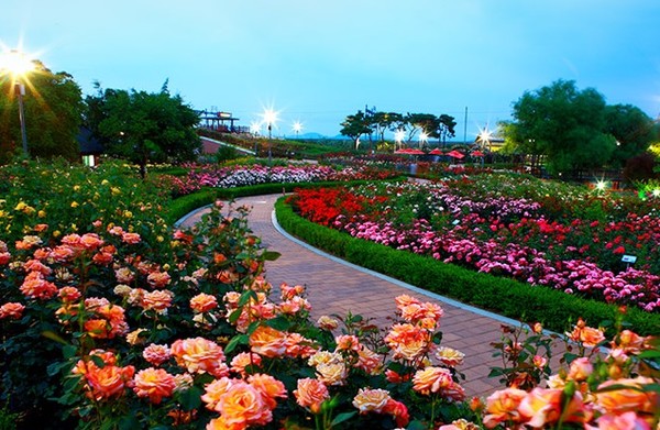 곡성세계장미축제 / 곡성군 제공