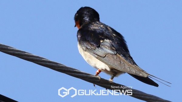 지난 19일 화북동으로 귀소하 제비. 왼쪽 발에 가락지 착용.[사진=제주도교육청]