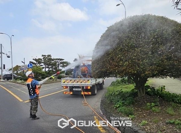 제주시는 신대로 후피향나무 가로수의 건전한 생육 환경 조성을 위해 오늘(22일)부터 오는 10월까지 병해충 방제에 총력을 다해 나간다.[사진=제주시]