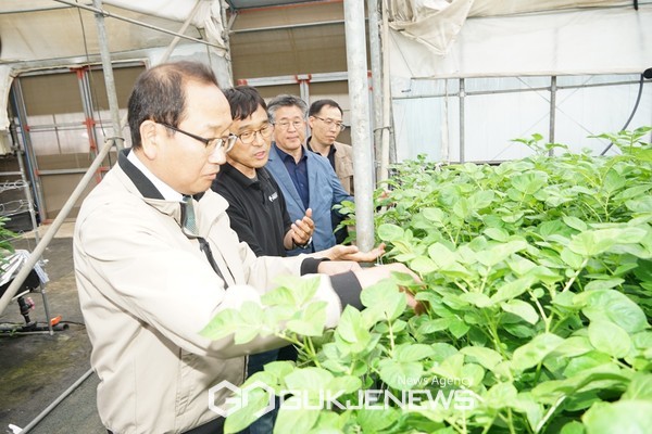 강병삼 제주시장은 22일 구좌읍 소재 감자 종서 공급업체를 방문해 씨감자 생산 및 공급 상황을 점검했다.[사진=제주시청]