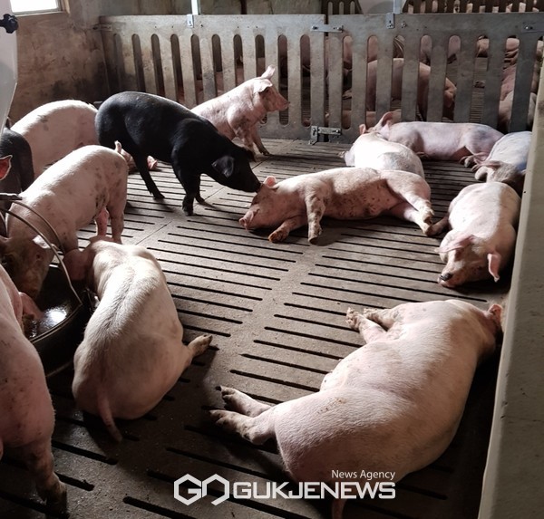 지난달 28일 제주시  한 종돈장에서 사육하는 돼지에 대한 PCR(유전자 증폭)검사에서 돼지 열병 항체가 검출돼 방역 당국이 정밀 검사를 하고 있다.[사진=대한한돈협회제주도협회]