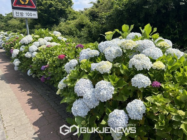 제5회 안덕면 수국과 함께하는 수눌음 헌혈·건강 문화 나눔 마당전이 오는 14일과 15일 양일간 안덕면사무소 일원에서 열린다.[사진=안덕면]