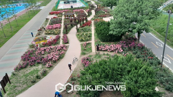 장미꽃이 식재된 생태초화원 [사진제공=영등포구청]