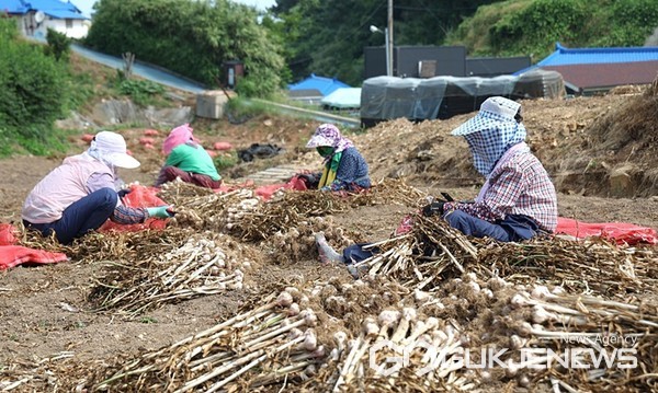 지난 21일 가의도에서 진행된 6쪽마늘 선별 모습. (사진 = 태안군 제공)