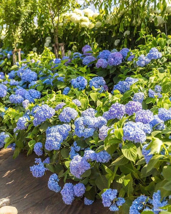 강진 수국길 축제 / 한국관광공사 제공