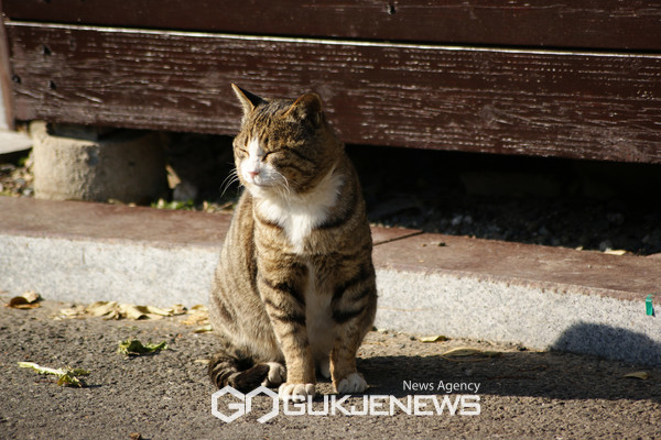 ▶양주시, 길 고양이 중성화 사업 일시 중지 .<사진제공=양주시>