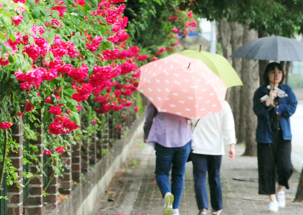 봄날씨, 장미, 우산, 비스케치 (사진출처=국제뉴스)
