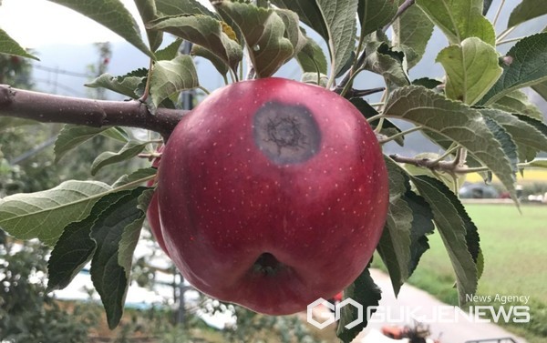 탄저병 발생 사과 모습.(제공=진천군청)