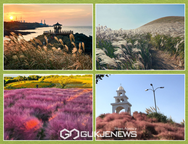 제주도와 제주관광공사는 20일 가을철 제주에서 놓치지 말아야 할 제주 관광콘텐츠로‘살랑살랑 은빛 가을, 찬란하게 즐기러 제주로 떠나보자!’를 발표했다.[사진=제주관광공사]