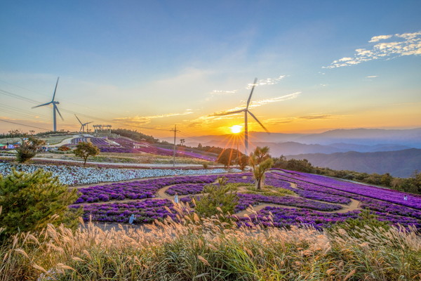 거창군 별바람언덕 아스타 국화 자료사진