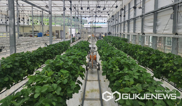 (사진제공=진주시)시설원예로 주목받고 있는 진주시