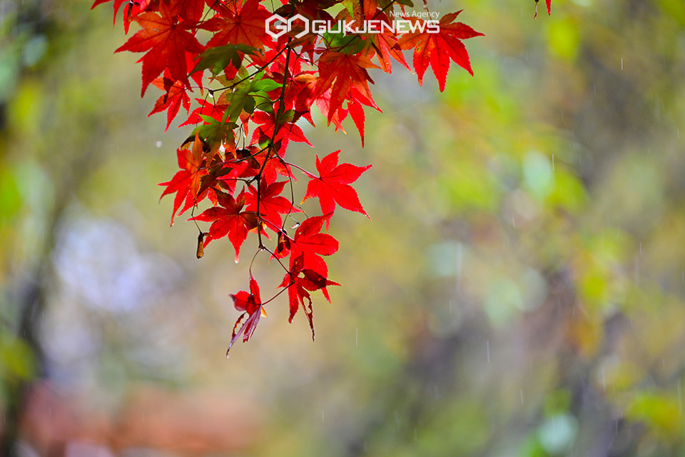 가을 단풍 (사진=국제뉴스DB)