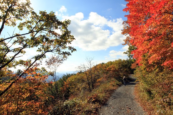 하이원리조트 하늘숲길 가을풍경(사진자료=강원랜드)