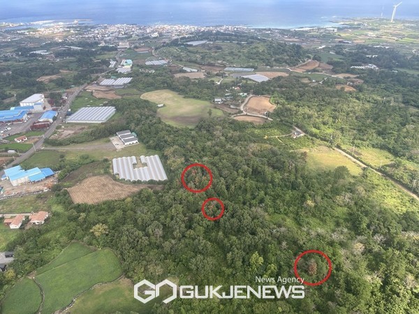 제주시는 총사업비 40억 원을 투입해 ‘제12차 소나무재선충병 방제사업’을 본격 추진한다.[사진=제주시청]