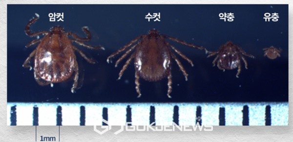 제주보건소에 따르면  3년간 발생한 도내 쯔쯔가무시증 환자는 모두 157명으로 이 가운데  82명은 11월에 쯔쯔가무시증에 감염된 것으로 파악됐다.[사진=국제뉴스 제주본부 DB]