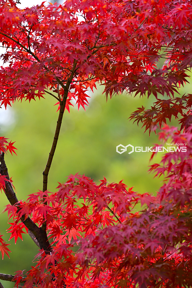단풍과 낙엽이 뒹구는 11월, 낭만과 힐링 제공해 (사진=안희영 기자)